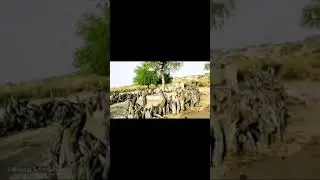 white Desert in Pakistan | white desert | Desert camping | Thari life