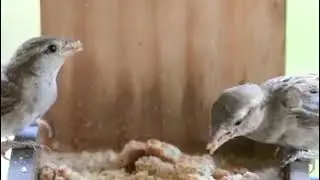 Sparrow Food Time : Milind Lele
