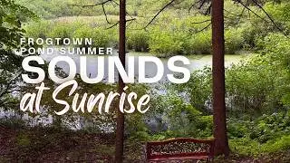 Sunrise at the Pond in August (Listen to American crows, northern green frogs)
