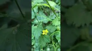 Wood Avens