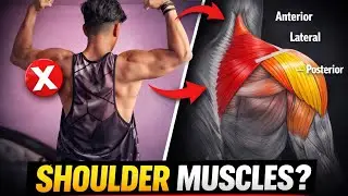 DELTOID MUSCLES EXPLAINED | Anterior  Lateral and Posterior | 🔥