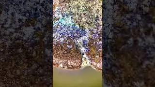 Ancient Roman Coins under the microscope!