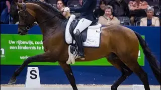 McLaren winner of the whole M class at the KWPN stallion competition 2023