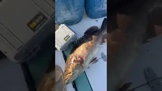Big catch for the day | It's #time to #fish #arab #fishing #grouperfish