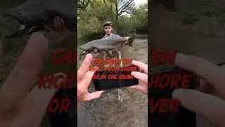 The Great Lakes Stocked Salmon Story