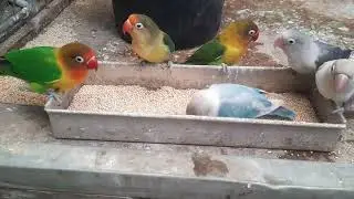 Lovebird A Bird of Love Full of Charm and Loyalty