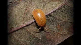 Домик для мокриц  Porcellio laevis Orange
