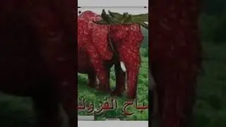 Strawberry elephant