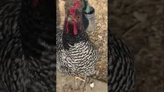 Куры, греющиеся на зимнем солнце #курица #куры #животные #фермерство #фермер #усадьба #фермерские...