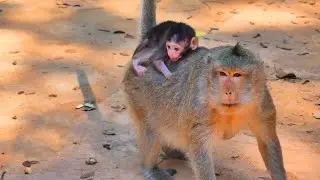 It's so cute, the baby monkey rides on the back of its mother to find food