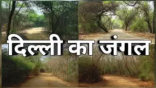 Exploring Jahanpanah City Forest | Hidden Forest in Delhi | All Details | Forest Vlog