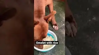 Desi dog food 🤤 #dogfood #dogfeed #doglover #pitbulldog #shorts #dogcare #doghealth #dogshorts