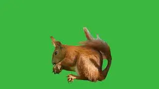 GREEN SCREEN SQUIRREL ANIMATED NO SOUND  HD | FREE TO USE GRAPHICS ANIMATION