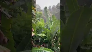 Uwan-Langub,Asturias,Cebu