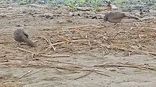 #discovery #viral National Bird Charkhi