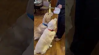 Checking Bao from Rakkan Ramen