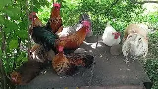 Cohabitation pacifique de 5 coqs et 5 poules