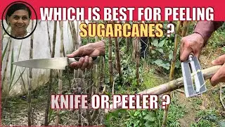 Sugarcane Peeler vs Knife. Which Tool is Best for Peeling Sugarcanes?