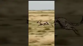 🧠 AI-Generated Cheetah Running | Hyper-Realistic Animal Animation in Motion