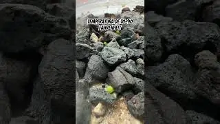 &iquest;Como se germinan las semillas de cactus?
