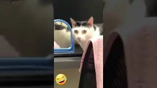 Cats do the funniest things pt5 #classic #funny #animals #cats #destruction #shorts #youtubeshorts