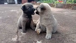Ken & Mun