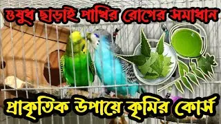 বাজরিগার পাখির প্রাকৃতিক ভাবে কৃমির কোর্স ও রোগের সমাধান।Natural treatment Worm and Diseases bird.