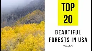 Most Beautiful Forests in USA. TOP 20