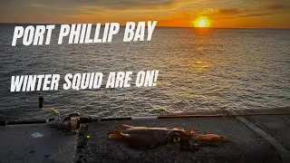 Landbased Squid Fishing Produces The Goods!