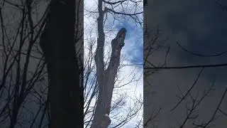 Documenting the animals I found in the nearby Creek :)