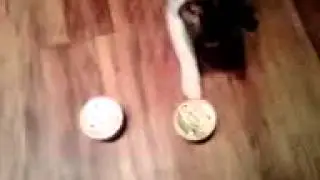 Smarty Cat - Cat Picks Her Own Food