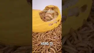 10 000 Mealworms vs. HONEY MELON