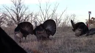 Nebraska Turkey Hunting Double 2018