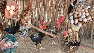 🔴 Estou feliz de ver minhas galinhas produzindo muios ovos mesmo no tempo quente 😱🐓🐔🤠