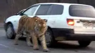 Siberian Tiger on the road. Амурский тигр на дороге .  To license this video contact info@lpe360.com
