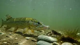 Pike Eats Crayfish | Underwater Predator in Action