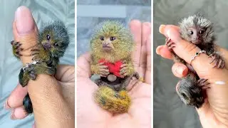 Finger Monkey 🐒 The Smallest Monkey On Earth!