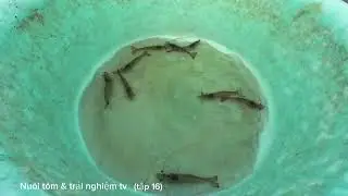 Nuôi tôm & trải nghiệm (tập 16)