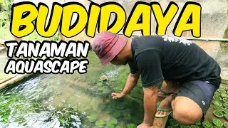 💰 Budidaya Tanaman Aquascape Langsung Dari Ahlinya 🌱 | #PODSCAPE