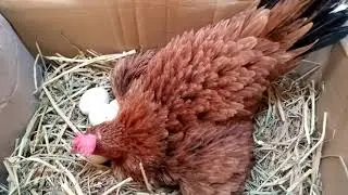 Desi Murgi ko kurak Karni ka Tarika | Hyderabad Pakka Qilla birds Market