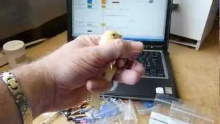 Ringing your Canaries