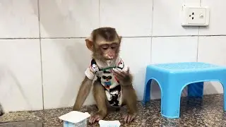 Lucky Monkey Opens the Cupboard, Gets Yogurt, and Eats Itself