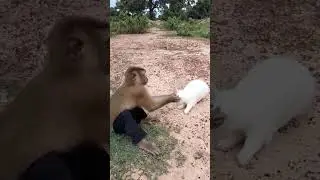 Monkey and Rabbit fight #monkeyvideo #monkey #rabbits #rabbitbunny #rabbitvideos #cuterabbit