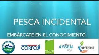 &iquest;Qu&eacute; es La Pesca Incidental ?