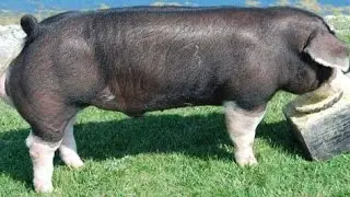 Poland China Pig | Facts | All You Need To Know
