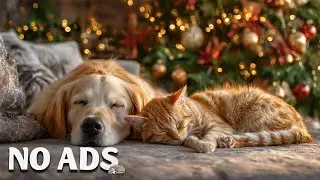 12 HOURS of Dog Calming Music For Dogs 🐶 Loneliness Relief Music 💖 Dog Comfort & Peace 🎶 No Ads