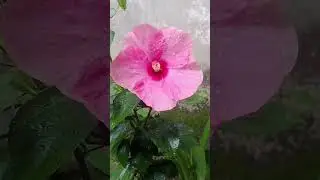 HouseFlowers #GardenVibes #NatureShorts #FloralAesthetic #HomeAndGarden #Shorts