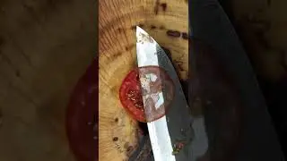 Aogami super vs tomato