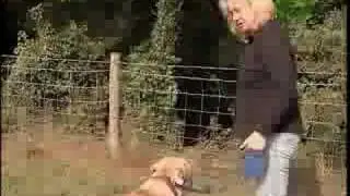 Breed All About It - Bullmastiff