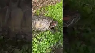 Turtle Adventure!